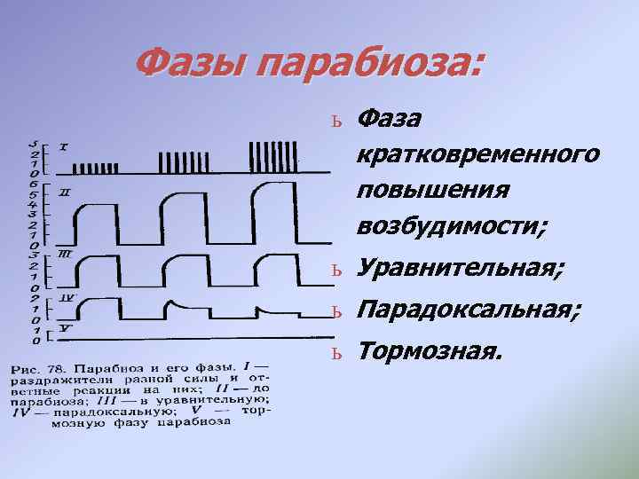 Фазы парабиоза: ь Фаза кратковременного повышения возбудимости; ь Уравнительная; ь Парадоксальная; ь Тормозная. 