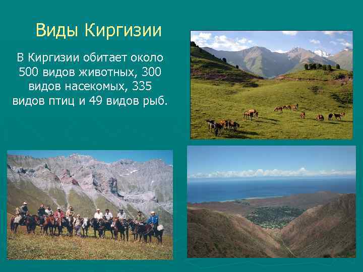 Виды Киргизии В Киргизии обитает около 500 видов животных, 300 видов насекомых, 335 видов