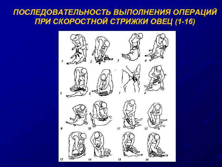 ПОСЛЕДОВАТЕЛЬНОСТЬ ВЫПОЛНЕНИЯ ОПЕРАЦИЙ ПРИ СКОРОСТНОЙ СТРИЖКИ ОВЕЦ (1 -16) 