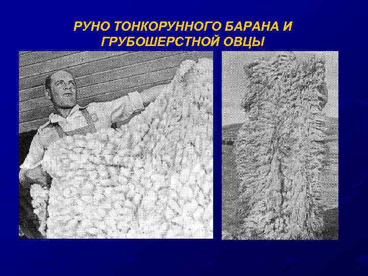 РУНО ТОНКОРУННОГО БАРАНА И ГРУБОШЕРСТНОЙ ОВЦЫ 
