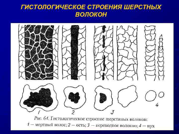 ГИСТОЛОГИЧЕСКОЕ СТРОЕНИЯ ШЕРСТНЫХ ВОЛОКОН 