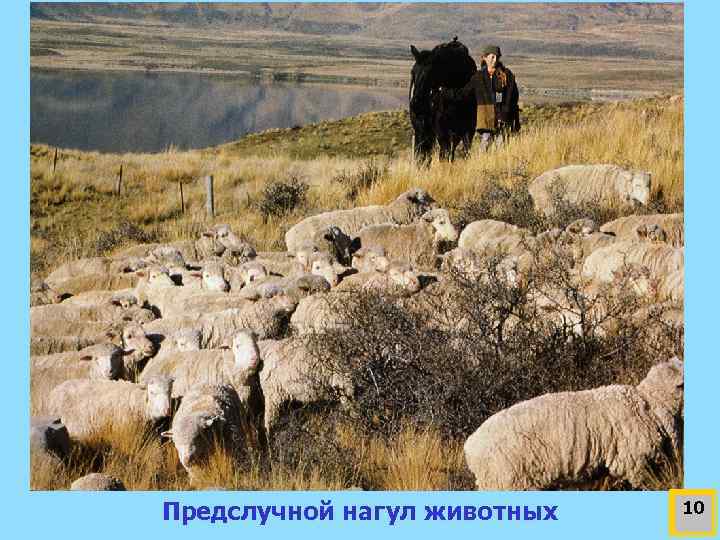 Предслучной нагул животных 10 