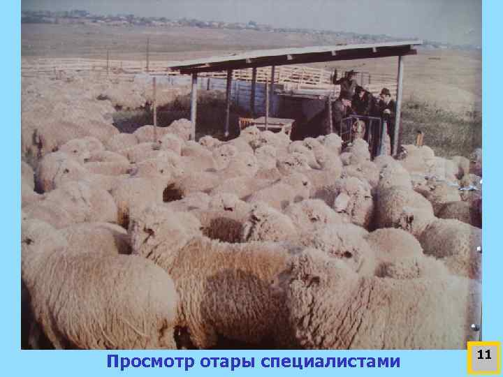 Просмотр отары специалистами 11 