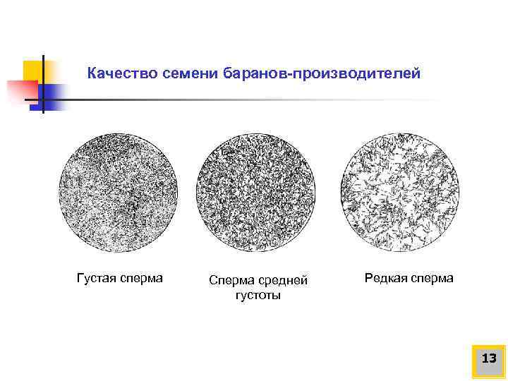 Качество семени баранов-производителей Густая сперма Сперма средней густоты Редкая сперма 13 