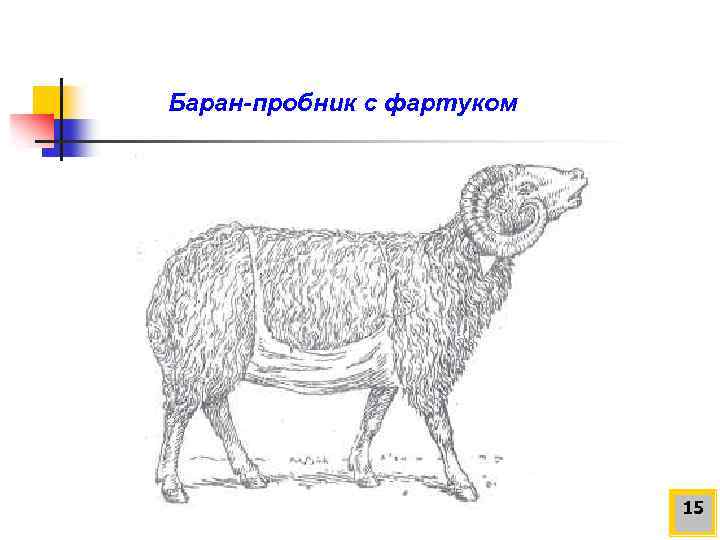Баран-пробник с фартуком 15 