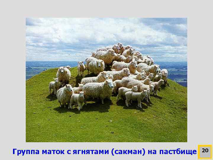 Группа маток с ягнятами (сакман) на пастбище 20 
