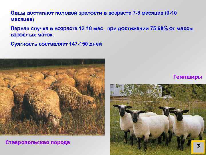 Овцы достигают половой зрелости в возрасте 7 -8 месяцев (9 -10 месяцев) Первая случка