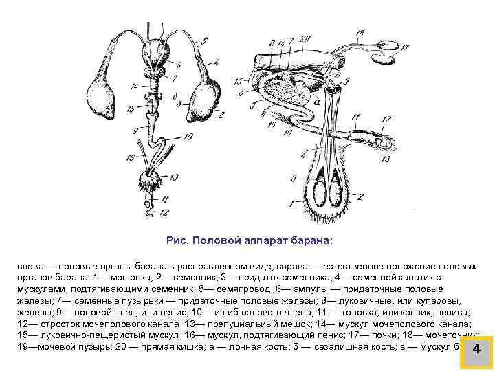Рис. Половой аппарат барана: слева — половые органы барана в расправленном виде; справа —