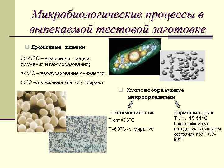 Биохимические процессы. Микробиологические процессы. Микробиологические процессы таблица. Процессы в микробиологии. Микробиологические процессы при выпечке.