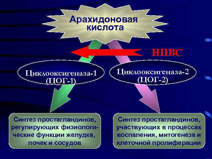 Арахидоновая кислота НПВС Циклооксигеназа-1 (ЦОГ-1) Синтез простагландинов, регулирующих физиологические функции желудка, почек и сосудов