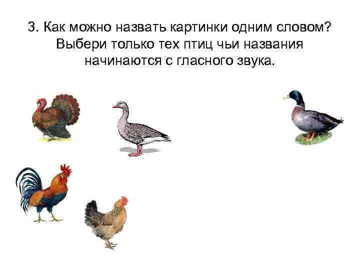 3. Как можно назвать картинки одним словом? Выбери только тех птиц чьи названия начинаются