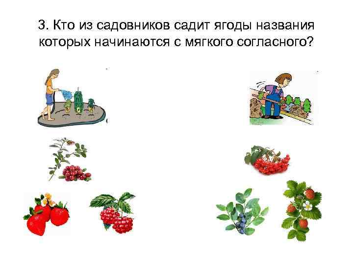 3. Кто из садовников садит ягоды названия которых начинаются с мягкого согласного? 