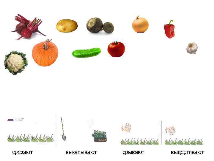 срезают выкапывают срывают выдергивают 