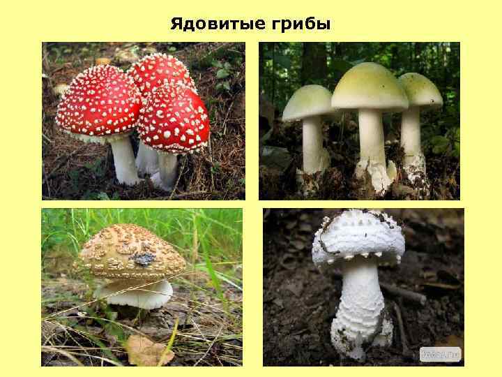 Ядовитые грибы 