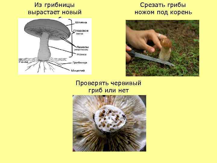 Из грибницы вырастает новый гриб Срезать грибы ножом под корень Проверять червивый гриб или