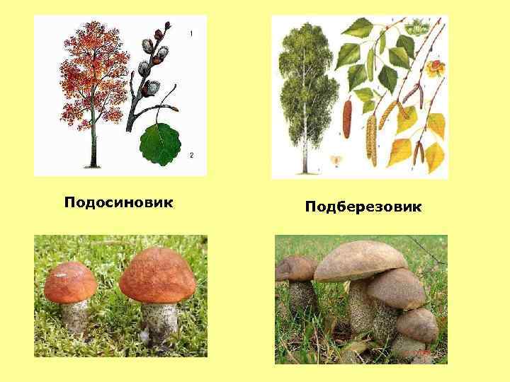 Подосиновик Подберезовик 