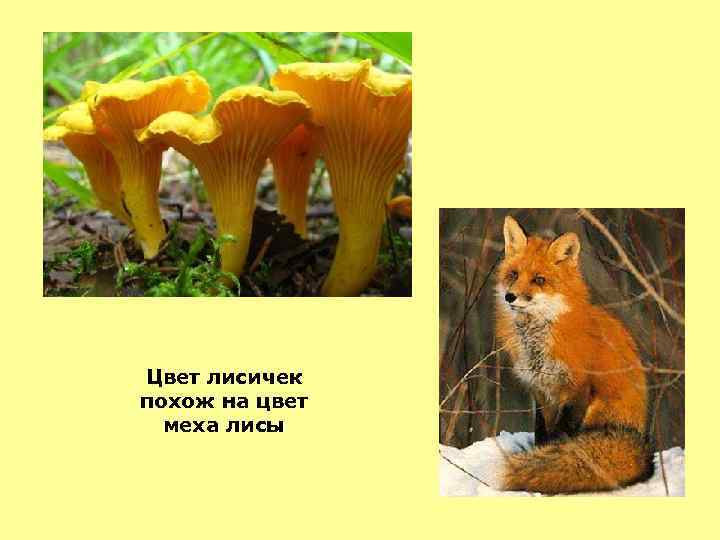 Цвет лисичек похож на цвет меха лисы 