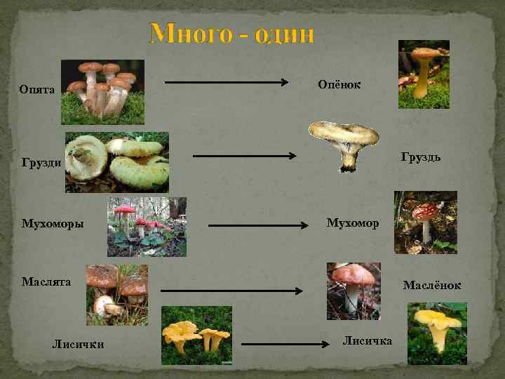 Опята Опёнок Груздь Грузди Мухоморы Мухомор Маслята Лисички Маслёнок Лисичка 