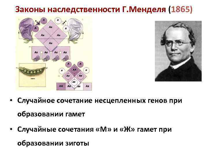 Законы наследственности Г. Менделя (1865) • Случайное сочетание несцепленных генов при образовании гамет •
