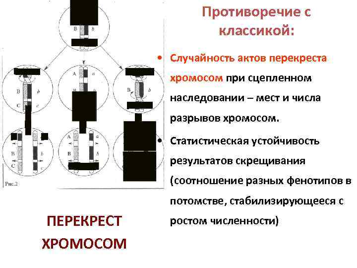 Противоречие с классикой: • Случайность актов перекреста хромосом при сцепленном наследовании – мест и