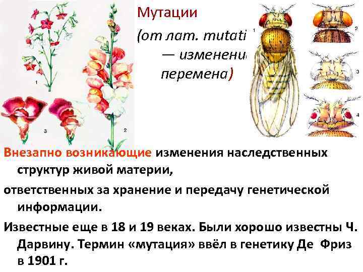 Мутации (от лат. mutatio — изменение, перемена) Внезапно возникающие изменения наследственных структур живой материи,