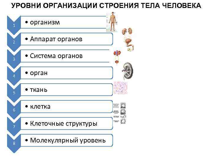 Уровень организации анатомии