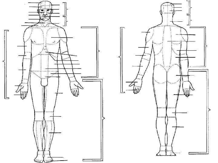 Анатомическая схема человека