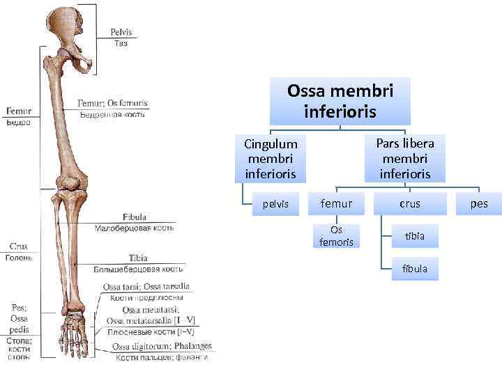 Ossa membri inferioris Pars libera membri inferioris Cingulum membri inferioris pelvis femur Os femoris