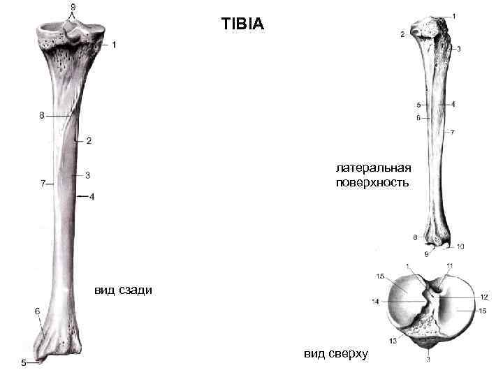 TIBIA латеральная поверхность вид сзади вид сверху 