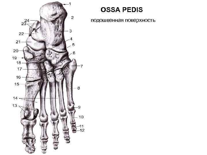 OSSA PEDIS подошвенная поверхность 