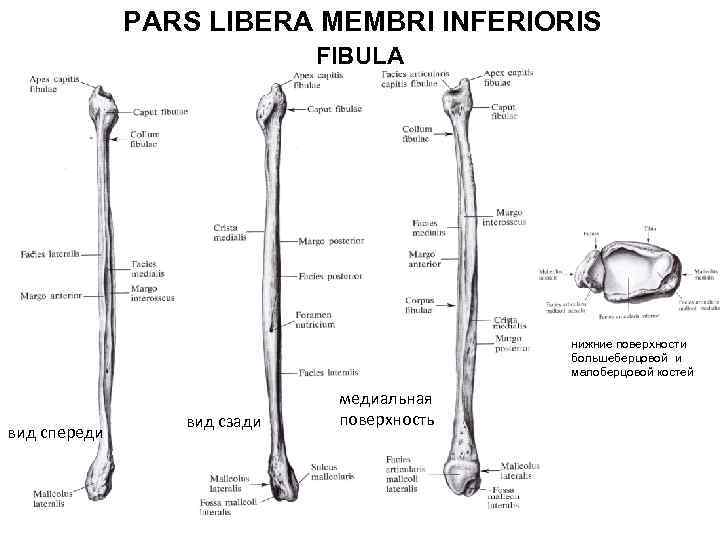 PARS LIBERA MEMBRI INFERIORIS FIBULA нижние поверхности большеберцовой и малоберцовой костей вид спереди вид