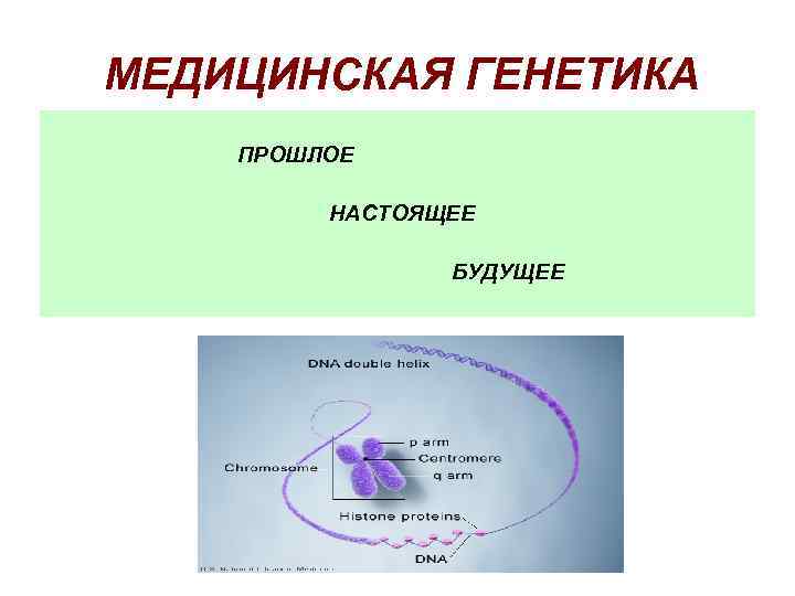 МЕДИЦИНСКАЯ ГЕНЕТИКА ПРОШЛОЕ НАСТОЯЩЕЕ БУДУЩЕЕ 