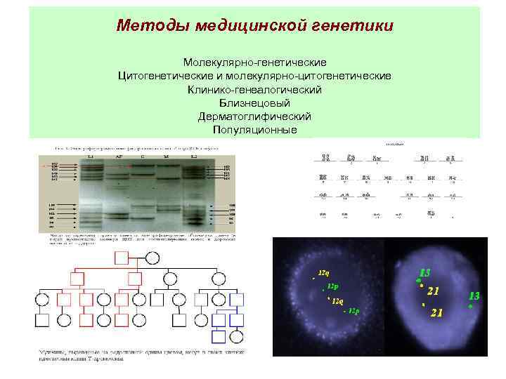 Методы медицинской генетики Молекулярно-генетические Цитогенетические и молекулярно-цитогенетические Клинико-генеалогический Близнецовый Дерматоглифический Популяционные 