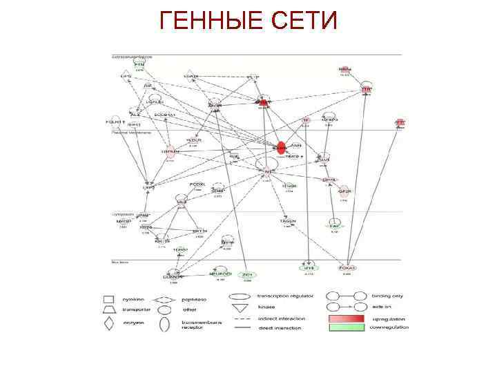 ГЕННЫЕ СЕТИ 