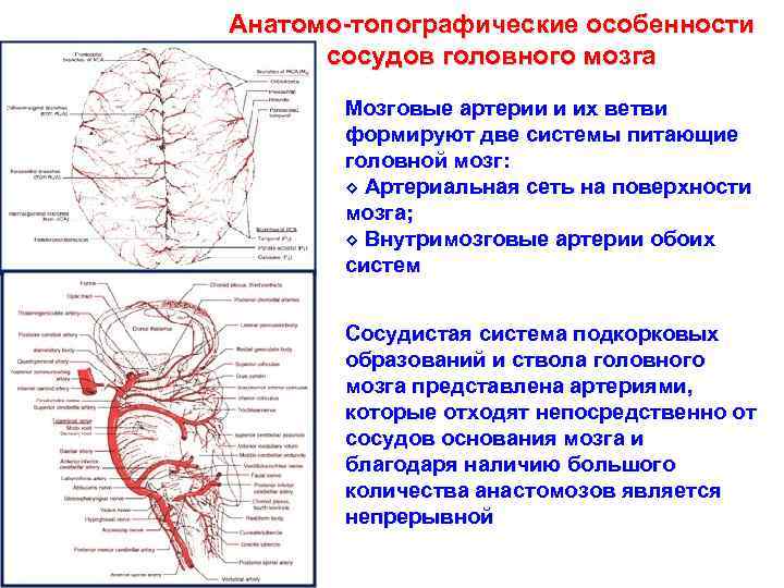 Анатомо-топографические особенности сосудов головного мозга Мозговые артерии и их ветви формируют две системы питающие