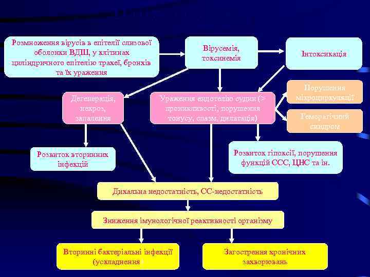 Патогенез грипу Розмноження вірусів в епітелії слизової оболонки ВДШ, у клітинах циліндричного епітелію трахеї,