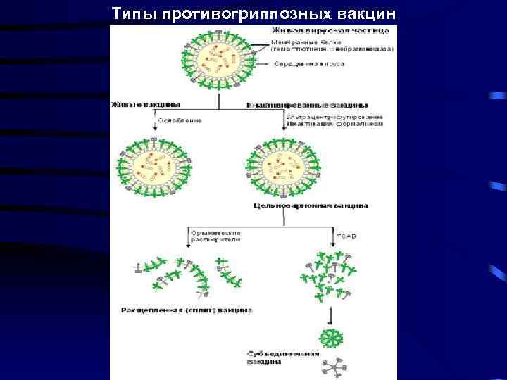 Типы противогриппозных вакцин 