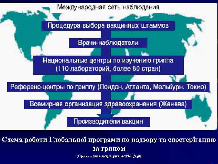 Схема роботи Глобальної програми по надзору та спостеріганню за грипом (http: //www. health-ua. org/immuno/tabl/1_9.