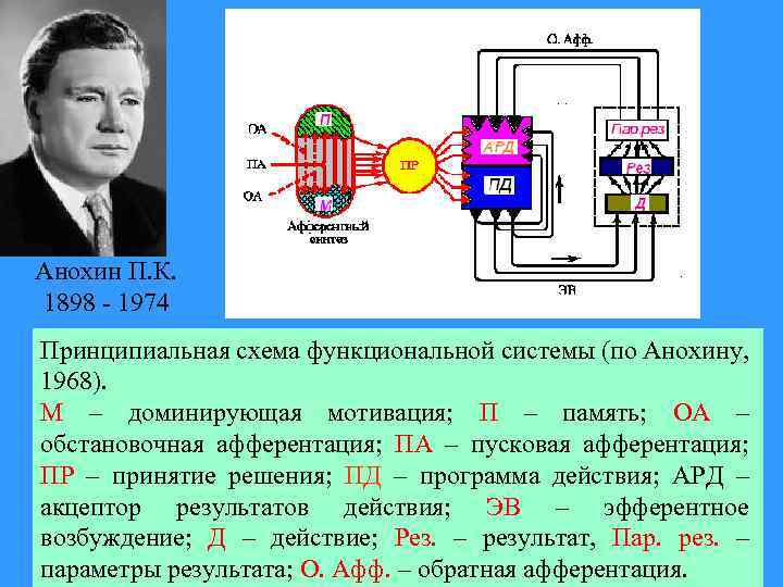 Перестройка функциональных систем