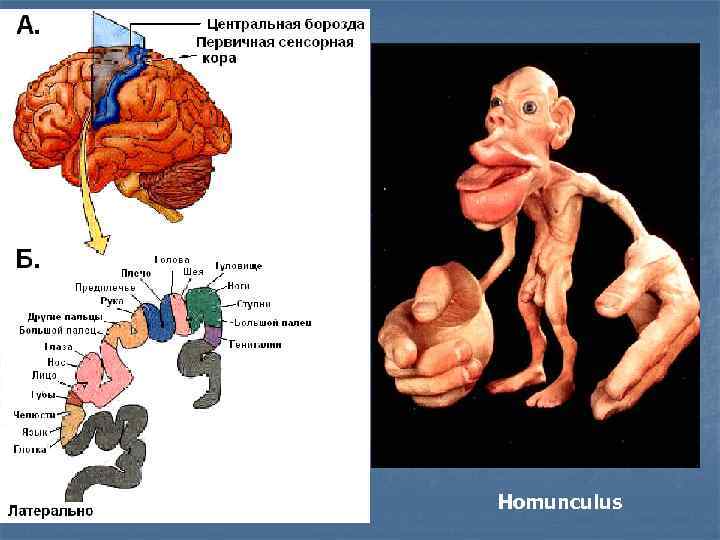 Homunculus 