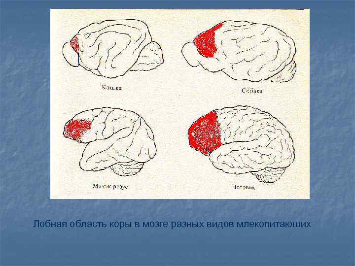 Лобная область коры в мозге разных видов млекопитающих 