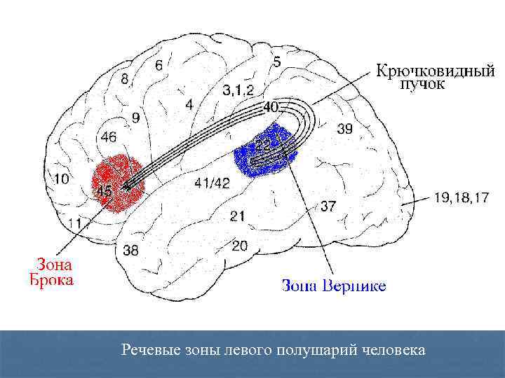 Речевые зоны левого полушарий человека 