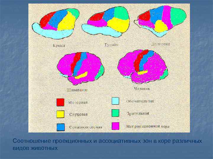 Соотношение проекционных и ассоциативных зон в коре различных видов животных 