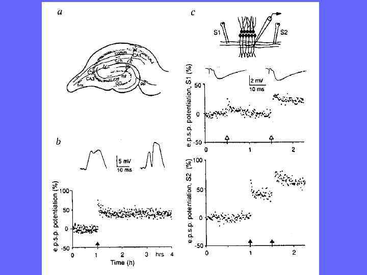  Сохранение способностей при амнезии,  вызванной повреждением медиальной  части височной доли. IQ