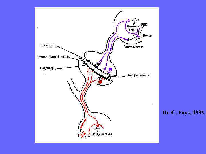       Процессы Структура хранения   Кодирование  Объем