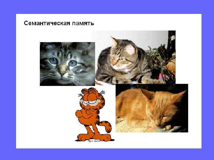 Вывод: в  КП  информация хранится  в  вербальной, зрительной и семантической