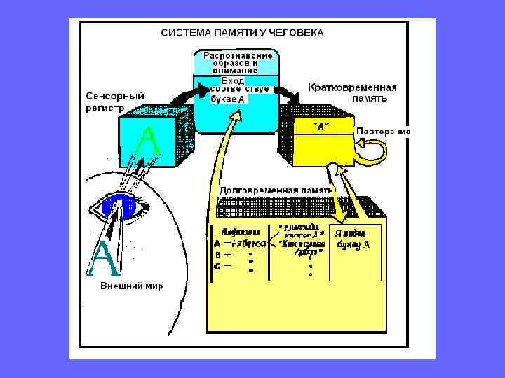    Александр Романович Лурия «Маленькая книга о    большой памяти»