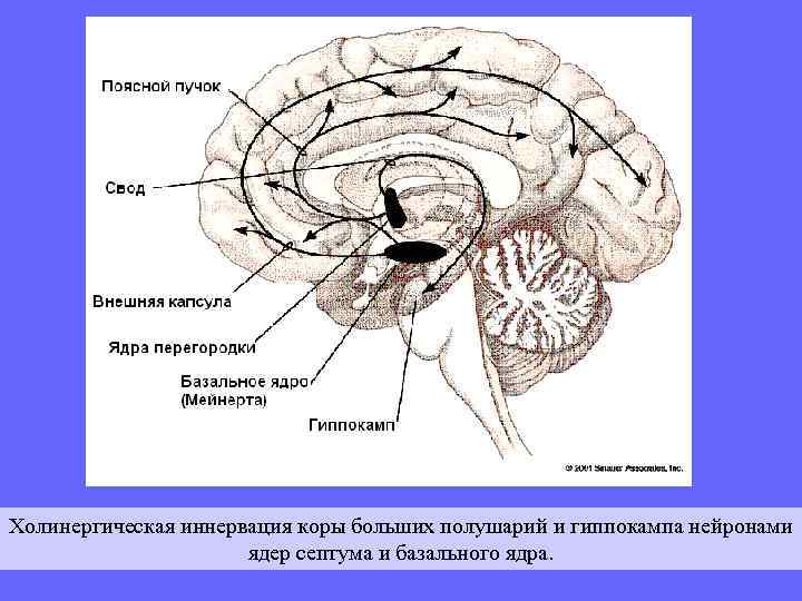 По С. Роуз, 1995. 