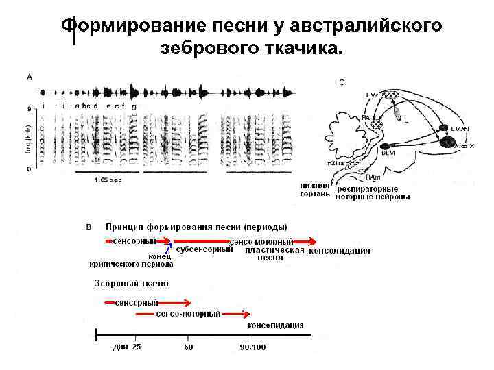 Формирование песни у австралийского зебрового ткачика. 