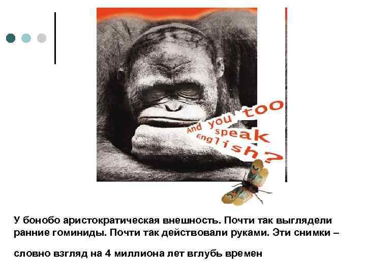 У бонобо аристократическая внешность. Почти так выглядели ранние гоминиды. Почти так действовали руками. Эти